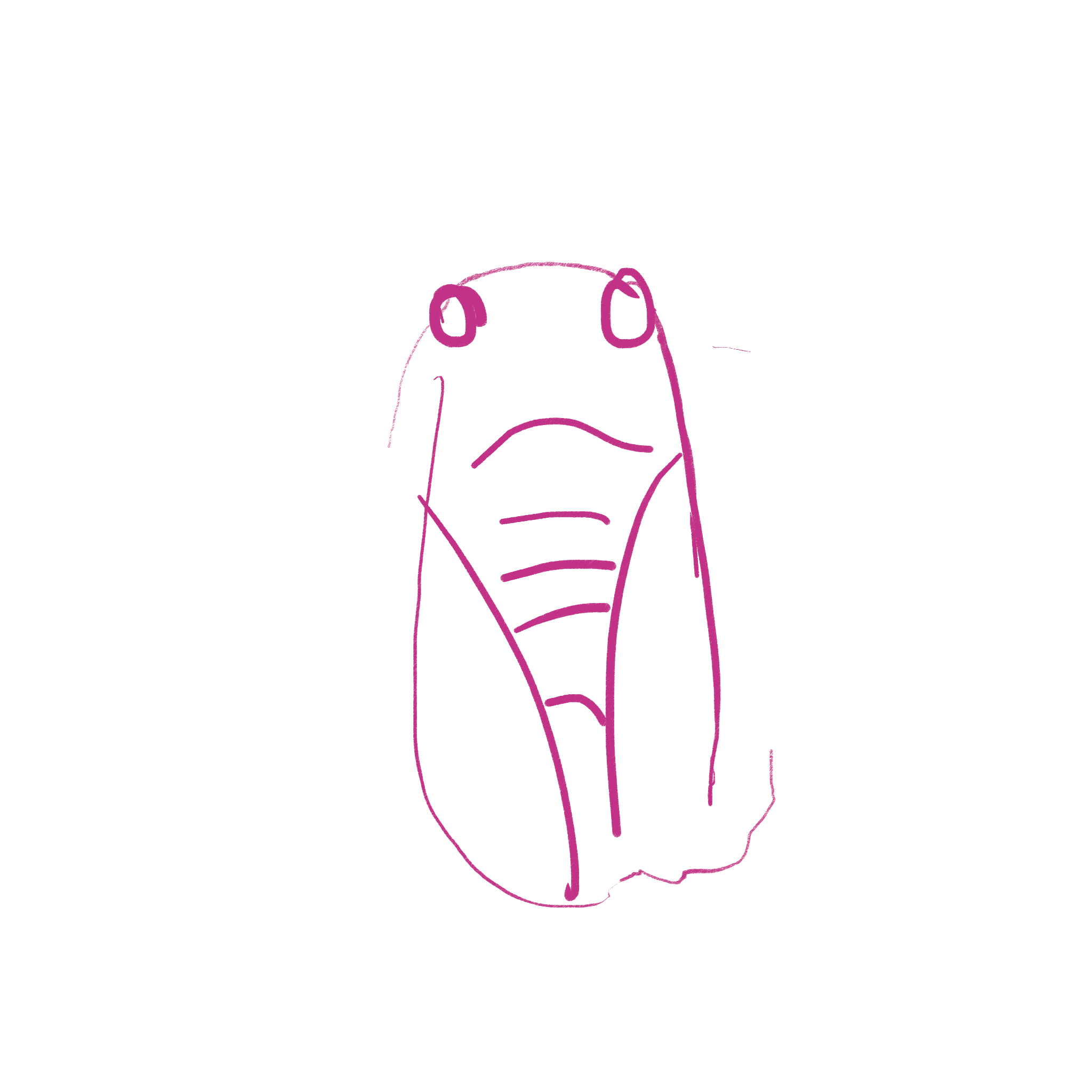 cicada