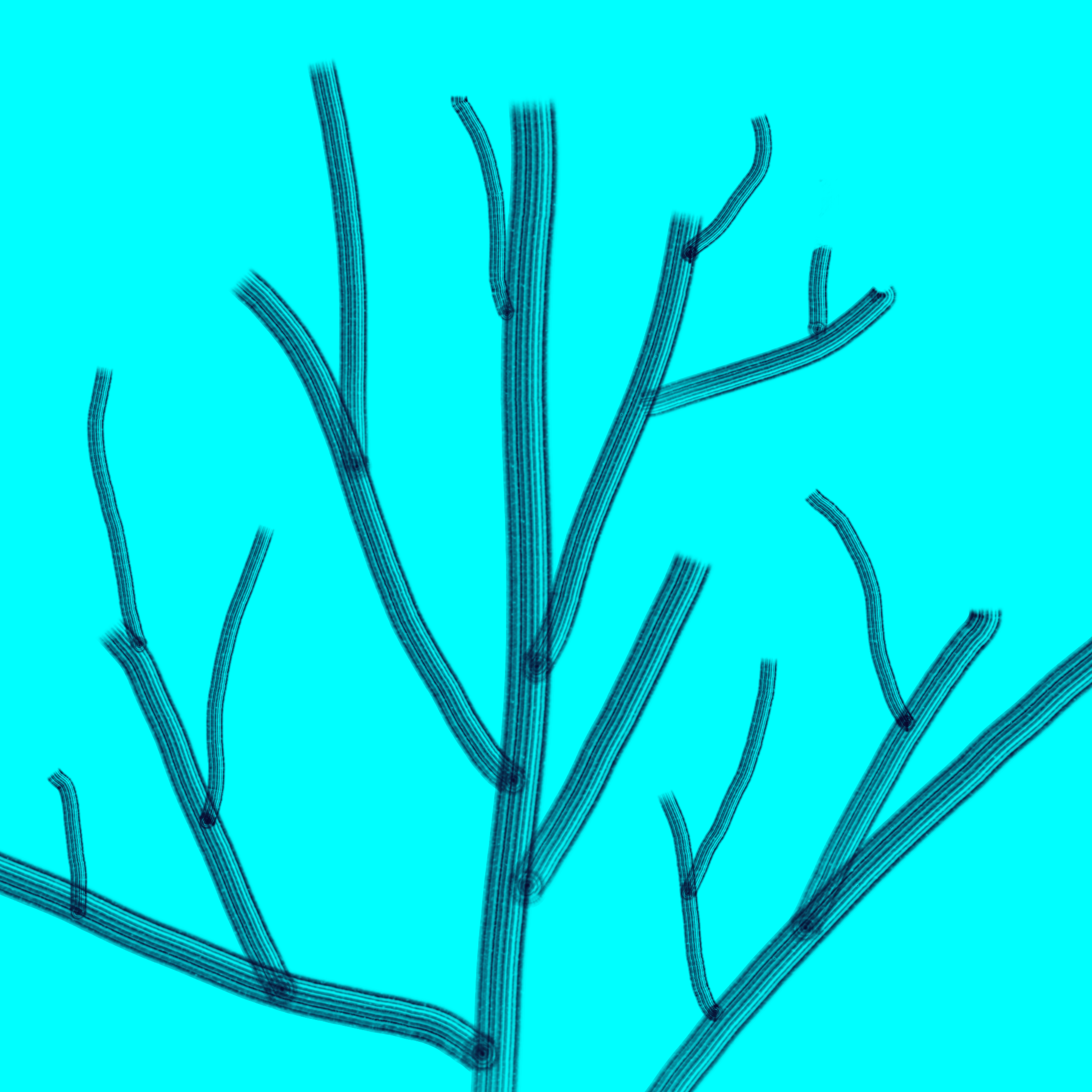 treetop